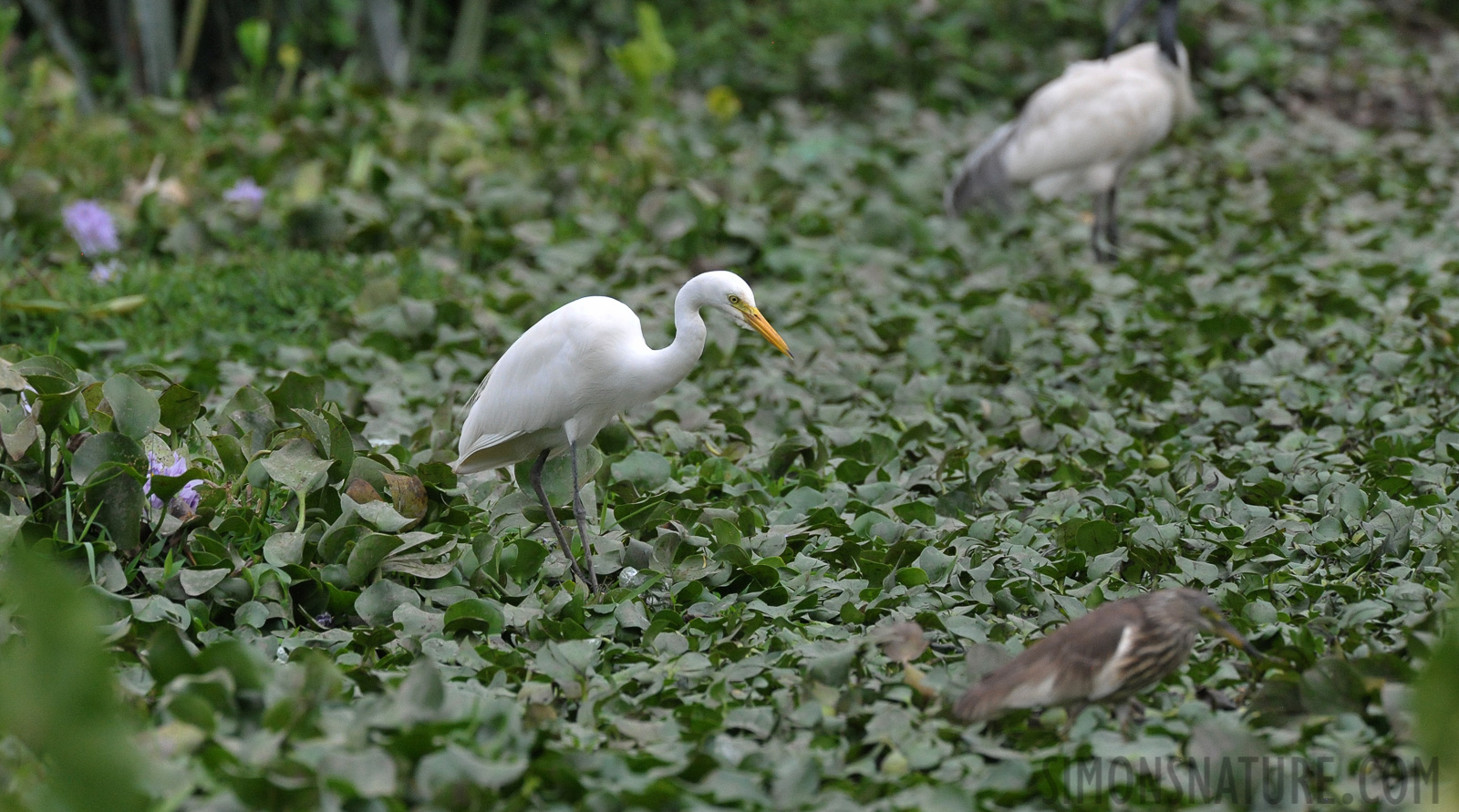 Ardea intermedia intermedia [550 mm, 1/1000 sec at f / 10, ISO 2500]